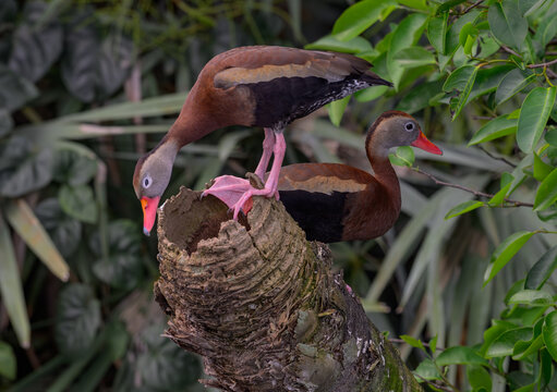 Black-bellied whistling Duck Mating Pair at Nesting Site