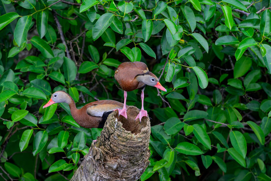 Black-bellied whistling Duck Mating Pair at Nesting Site