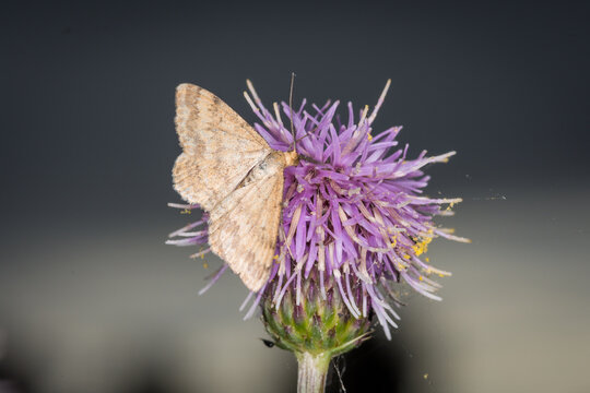 Scopula rubraria, also called a plantain moth, is a species of moth of the family Geometridae