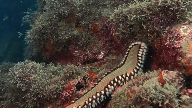 Beareded Fireworm Hermodice Carunculata on coral in tropical ocean