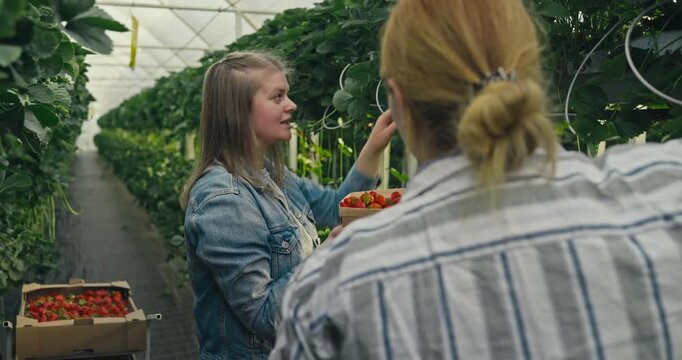 Farmers pick ripe tomatoes in a greenhouse while discussing their harvest and planting techniques