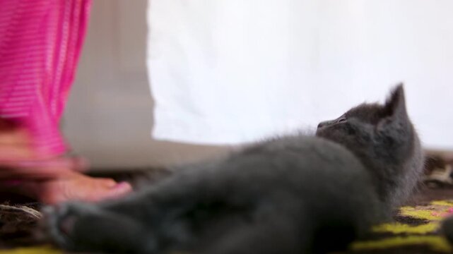 Two kittens, one black and one gray, play on floor inside a rural home. In background, a woman legs pass by, while the cats stay on their playful interaction in a calm indoor scene. 