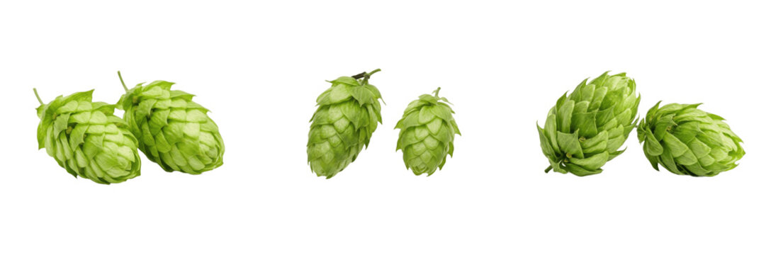 Set and collection of green hops on branch isolated on white background