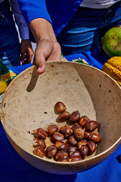 Hand holding inside traditional gourd bowl with Tagua palm seeds Phytelephas person's hand displays nuts, which after drying and polishing will become "vegetable ivory" with various tropical fruits