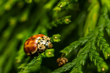 Close-up of harlequin ladybird (Harmonia axyridis) with orange-brown and cream coloring on green conifer branch, soft bokeh background. © Khalil