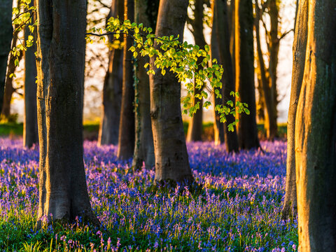 View of Bluebell Woodlands with purple flowers covering the forest floor, tall tree trunks, and golden sunlight filtering through fresh green leaves in Oxfordshire, United Kingdom.