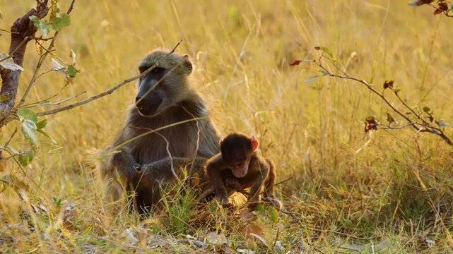 A baby baboon playing, his mother eating fruits in Khwai Moremi Game Reserve of Botswana of southern Africa. 