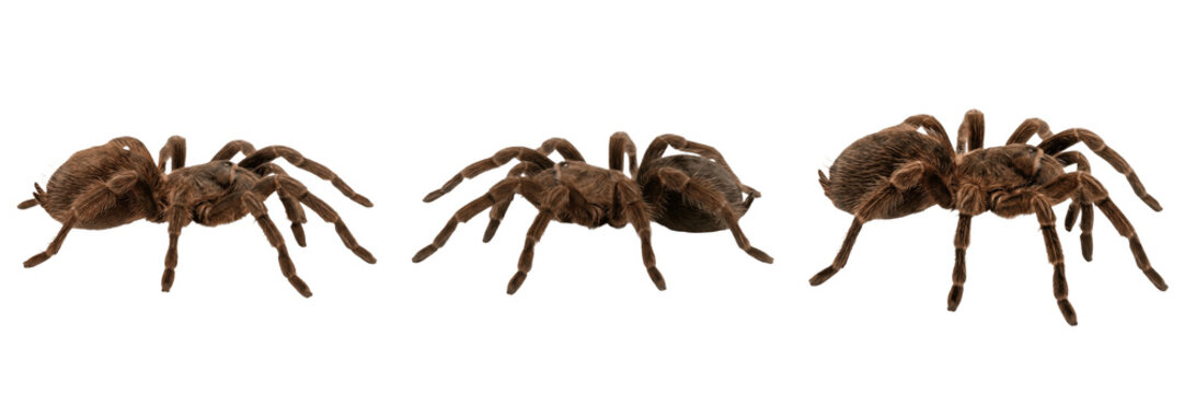 Set and collection of brown tarantula spider isolated on white background