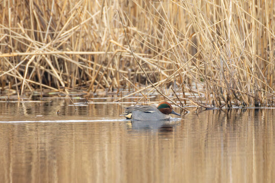 Male Teal (Anas crecca) on water in spring. The Teal is the smallest dabbling duck in Finland.