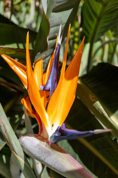 Strelitzia reginae Bird of Paradise flower in detail with blue and orange petals in natural sunlight. Green foliage background.