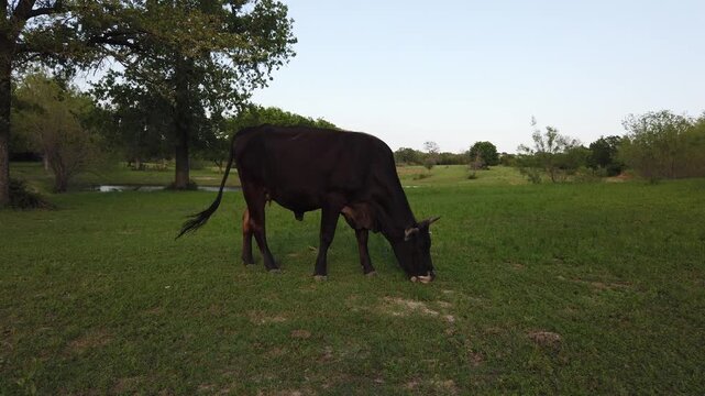 Cow with horns grazing in calm Texas farm field.