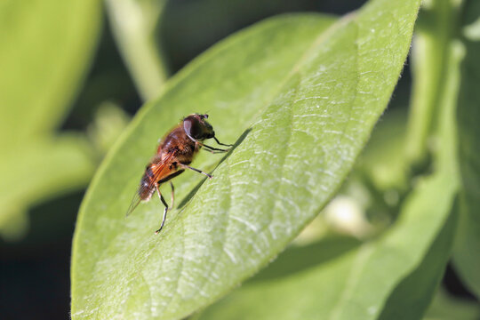 eristalis pertinax sorte de mouche abeille