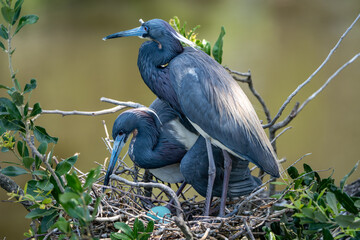Fototapeta premium Pair of Tricolored Herons Standing Guard over Eggs in Nest
