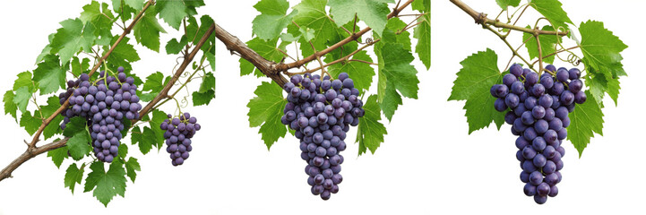 Set and collection of bunch of fresh green grapes on vine isolated on white background © Hanoman