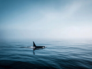 Naklejka premium A solitary orca breaks ocean surface amid misty waves under soft sunlight a serene, symmetric scene in National Geographic style A blue whale swims leftwards, its large fins and strea - AI-Generated