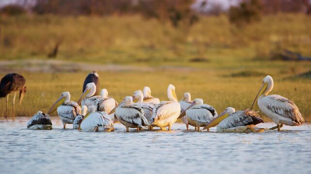 Footage of a flock of great white pelican (Pelecanus onocrotalus) in Khwai Moremi Game Reserve of South Africa.