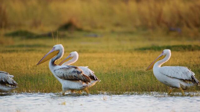 A flock of great white pelican (Pelecanus onocrotalus) moving into river in Moremi Game Reserve of South africa.
