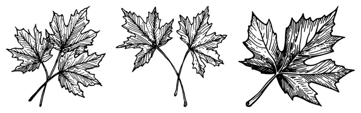 Maple Leaves Collection Engraving Style, Vintage Woodcut Autumn Foliage and Forest Tree Leaf Vector Illustration