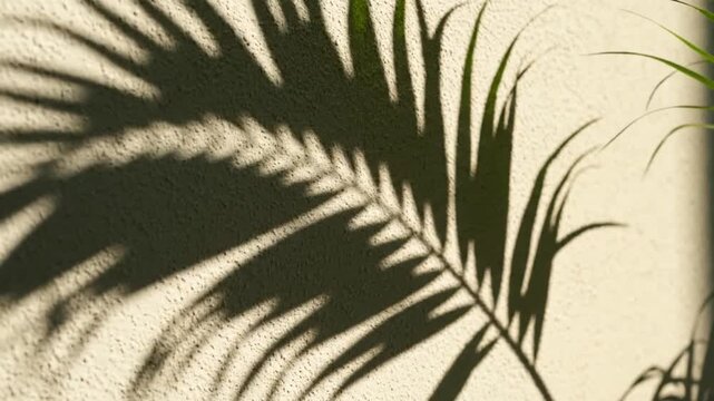 Shadowed Palm Fronds Moving Across Sunlit Wall