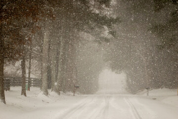 Obraz premium Rare Snowstorm in South Carolina Covering Rural Road with Trees Wooden Fence and Low Visibility Winter Conditions