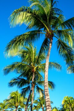  Towering Tropical Palm Trees Reaching Into Brilliant Blue Summer Sky Above