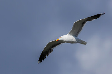 Fototapeta premium Lesser black-backed gull flying over Helsinki