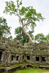 Fototapeta premium Monumental tree on the ruins of Ta Prohm Temple