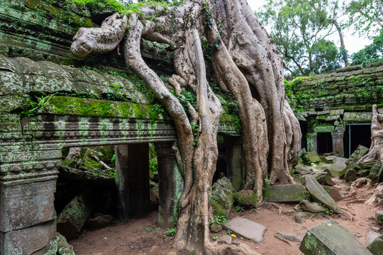 Giant tree roots over the galleries of Ta Prohm temple