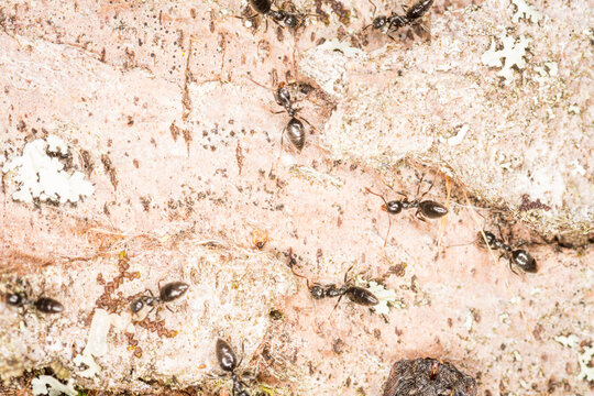 Close up of worker ants with larvae