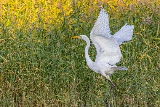 A great egret in Espoo, Finland