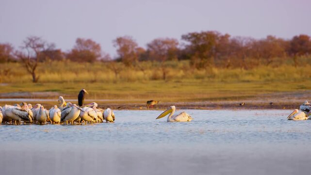 A wide angle shot of a family of great white pelican (Pelecanus onocrotalus) in Moremi Game Reserve.