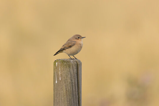 A female northern wheatear (Oenanthe oenanthe) in Finland.