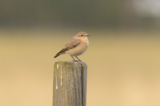 A female northern wheatear (Oenanthe oenanthe) in Finland.