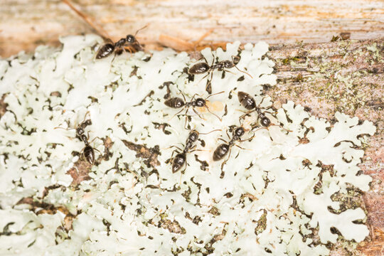Close up of worker ants with larvae