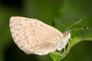 Close up of Common grass blue butterfly © Nathan McClunie