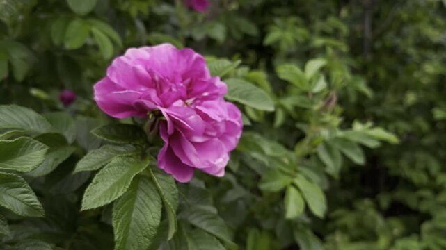 Deep red and burgundy double roses blooming in spring at Kew Gardens in England. Rich velvety petals and fresh green foliage create an elegant floral scene in the famous English garden.