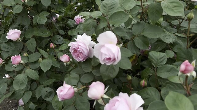 Soft pink double roses flowering in spring at Kew Gardens, England. Abundant layered petals and vibrant green leaves form a delicate botanical display in a traditional English garden.