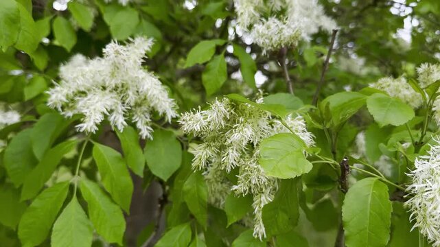 Blooming Fraxinus ornus, also known as manna ash or South European flowering ash, in the Royal Botanic Gardens, Kew in London, England. Fragrant white blossoms covering the tree branches in a spring b