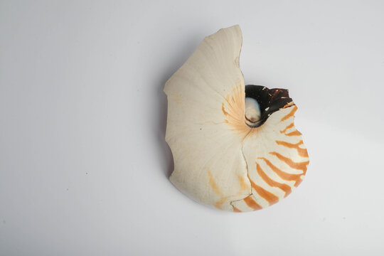 Nautilus Pompilius Shell Fragment Spiral Pattern White Background