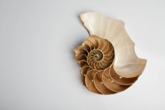 Nautilus Pompilius Halved Shell Cross Section Chambers Spiral White Backgr