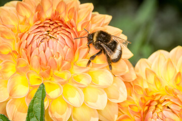 close up of a bumble bee collecting nectar from a flower © Nathan McClunie