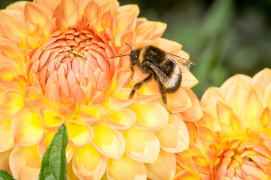 close up of a bumble bee collecting nectar from a flower