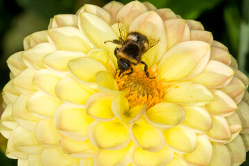 close up of a bumble bee collecting nectar from a flower © Nathan McClunie