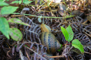 Obraz premium Garden Snail Moving Through Green and Brown Forest Undergrowth