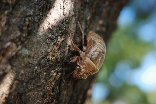 Macro close-up of an empty cicada shell on a tree bark in summer