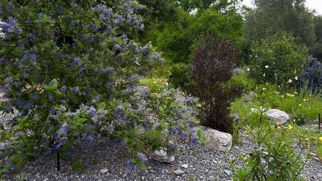 Ceanothus arboreus, also known as Catalina Mountain Lilac, growing in the landscape design of Kew Gardens in London. A vigorous evergreen shrub with large fragrant powder blue flower clusters blooming
