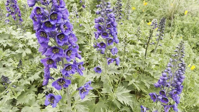 Lupins blooming in a garden at Kew Gardens on an overcast day. Tall colorful flower spikes standing among lush greenery under a soft cloudy sky, creating a calm botanical scene.