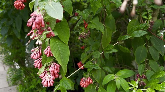 Blooming Cestrum elegans, also known as purple cestrum, red cestrum, or bastard jasmine, with clusters of bright magenta tubular flowers in a garden setting