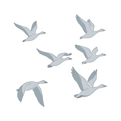 Obraz premium Flock of Geese Flying in Formation