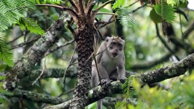 Macaca fascicularis (Monyet kra, kera ekor panjang, monyet ekor panjang, long-tailed macaque, monyet pemakan kepiting, crab-eating monkey) on the tree.